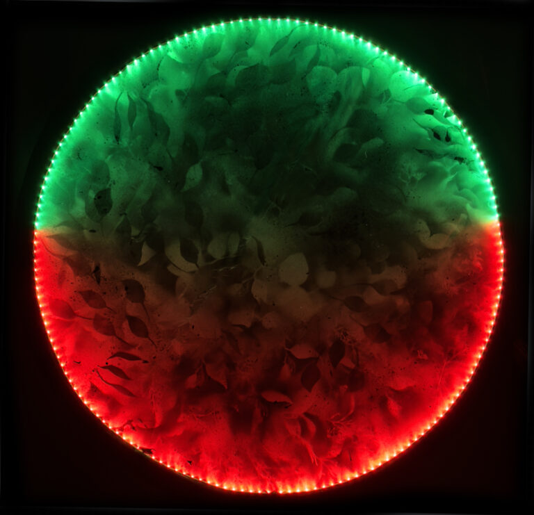 Elemental Shift